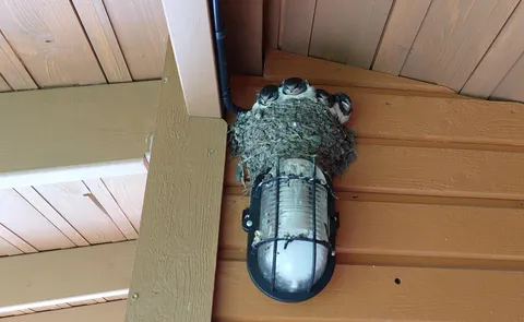 Swallows in my shed, hatched a week ago