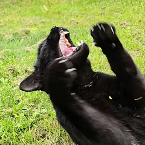 Meet Percy, the dramatic cat🎭