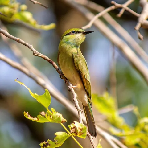 Some Thai wildlife shots from over the last year