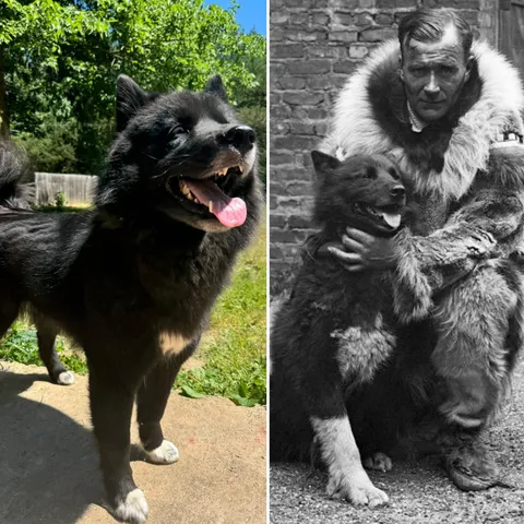 My husky looks like Balto. Only instead of delivering medicine, she delivers lots of awoos and cuddles