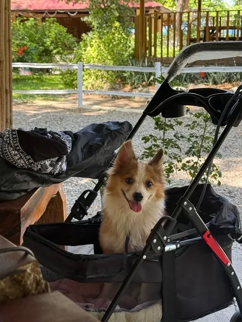 POV: You just realized the car ride didn’t end at the vet.