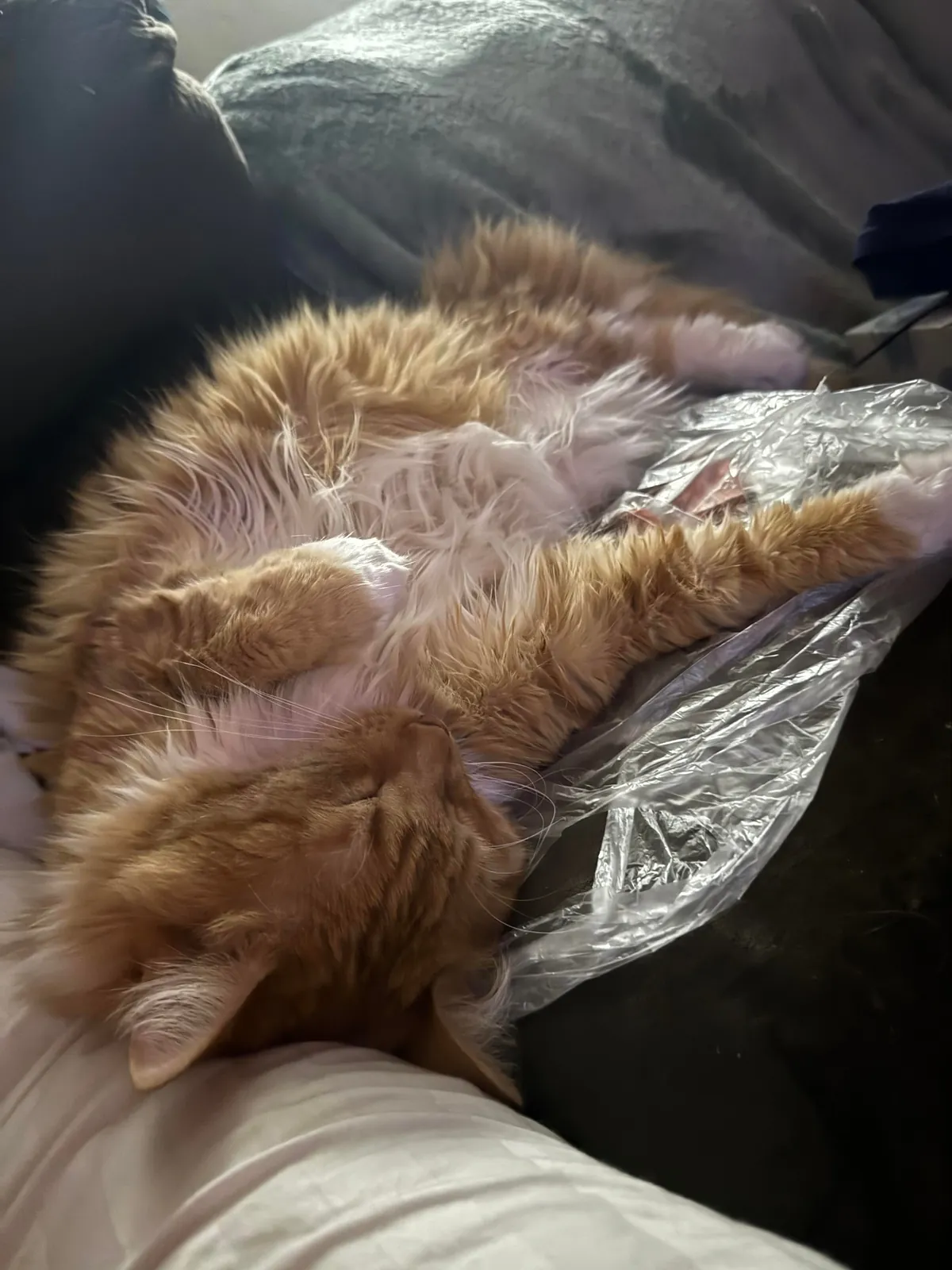 He crossed the rainbow bridge today. Give Peter all the love you can. He deserves it all.