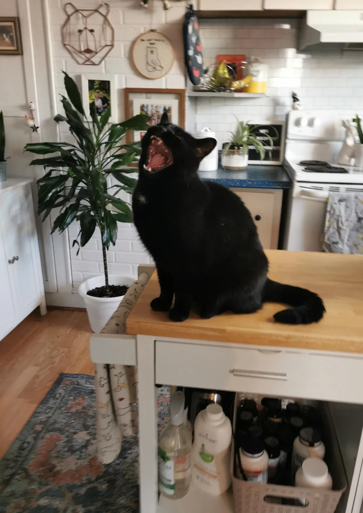 I'm working overnights and forgot to tell my husband about her new morning treat routine so I came home to some interesting faces this am 🖤