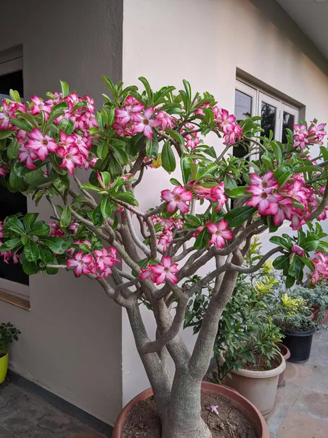 My 10 year old desert rose in full bloom.
