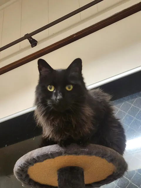 My Loki Passed - grief is hitting hard