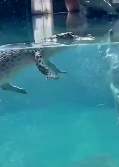 This is how crocodiles look underwater!! 