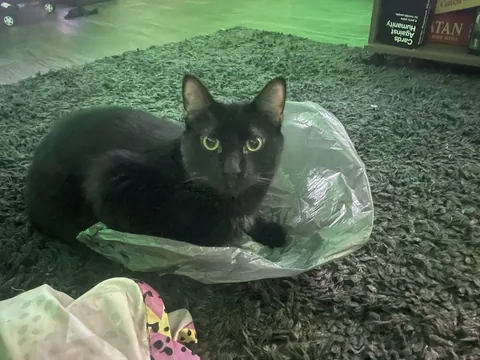 He’s discovered plastic bags and his life will never be the same