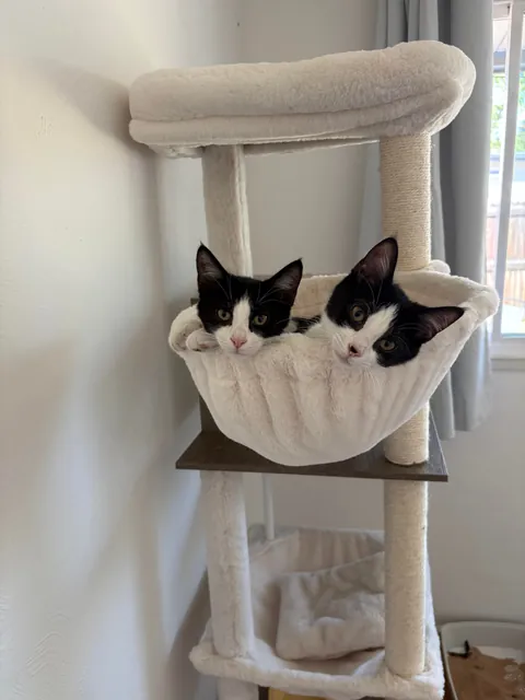 My first cats!