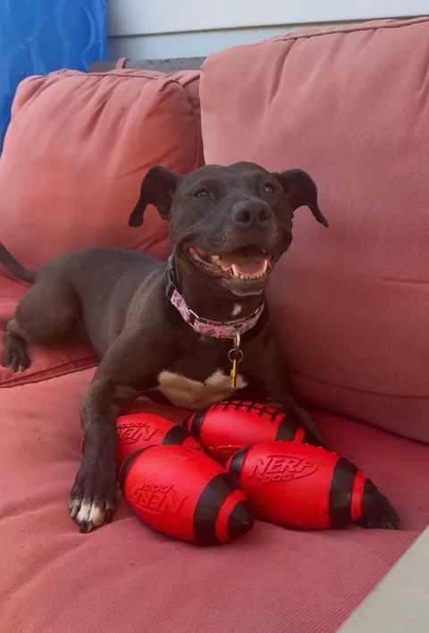 Happy National Black Dog Day! 🖤 Waffles is the best around. She was overlooked in the shelter for 730 longggg days.