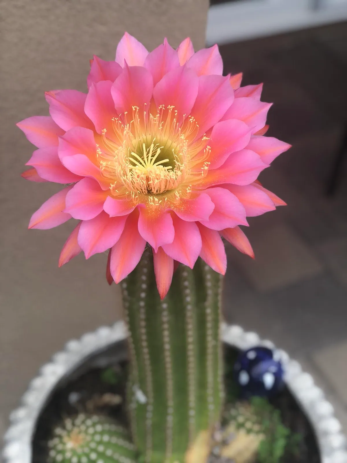 Once a year my cactus likes to bloom :-)