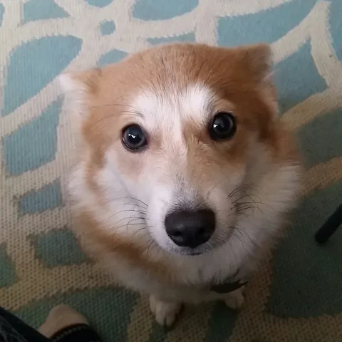 This is my pupper. She knows nothing about net neutrality. Get it together, Ladybird.