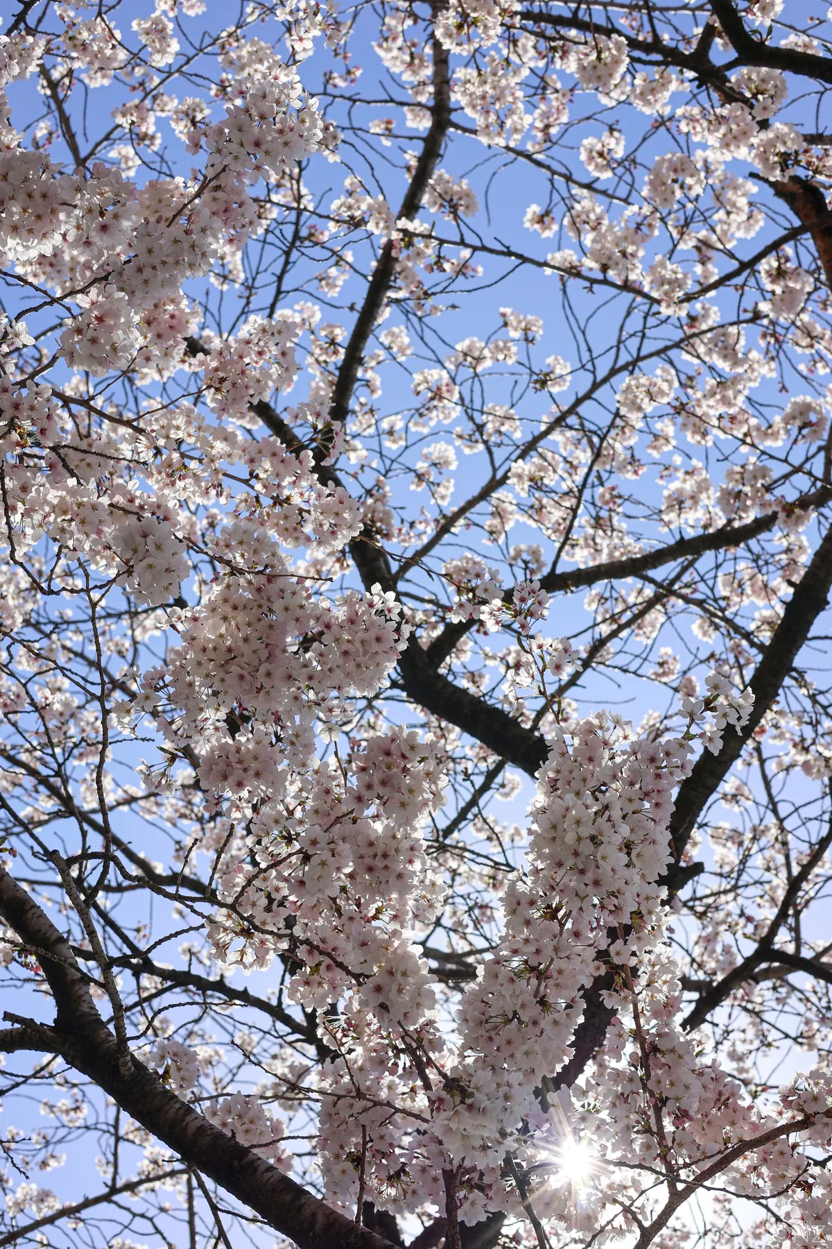 Sakura Busan April'25: A dream with cherry blossoms