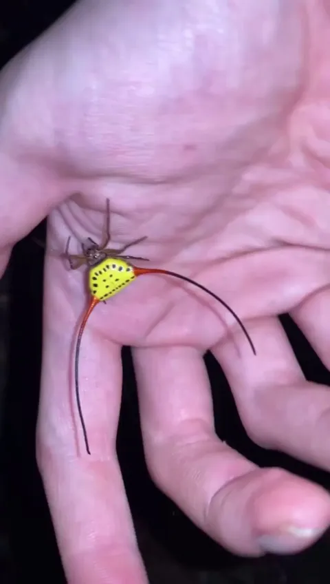 A Demon Horned Orb Weaver spider