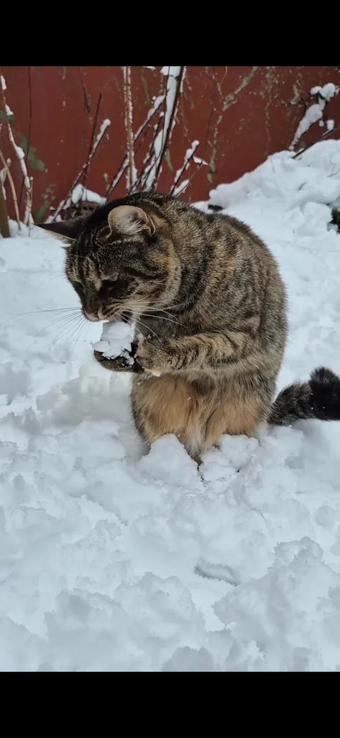 Miso tasting some snow!