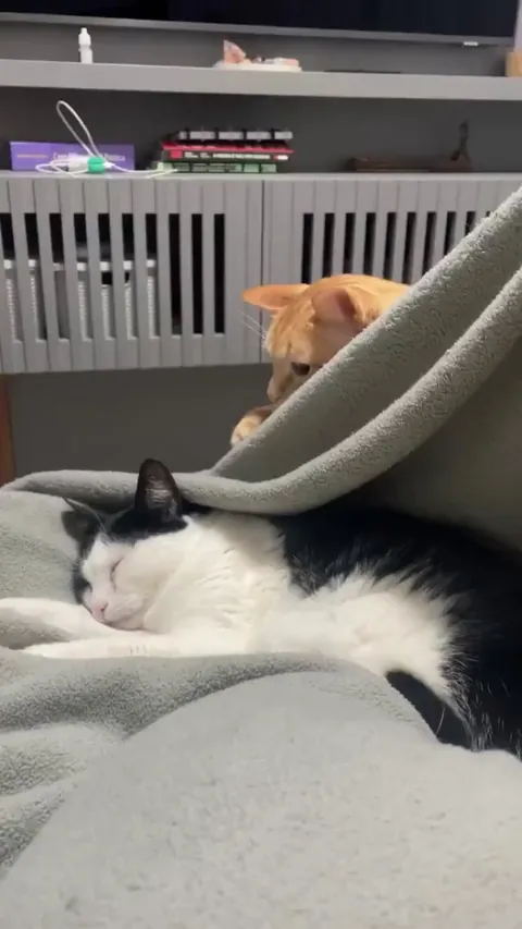 The way orange cat is fighting his intrusive thoughts to slap his friend.