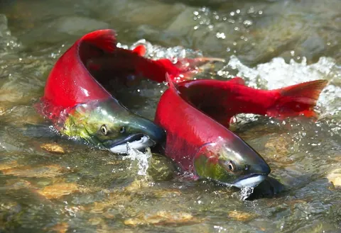 🔥 Sockeye salmon are stunningly beautiful