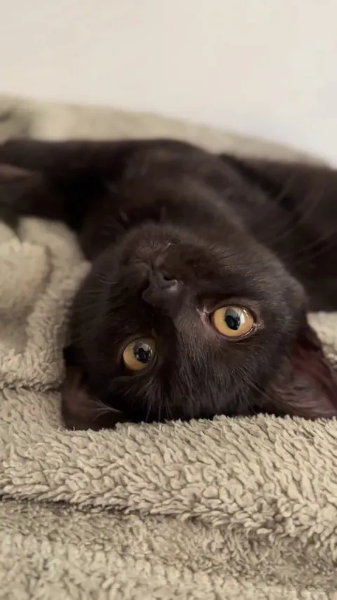 Guys, I think I adopted a bat by mistake. 🦇