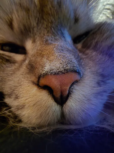 Is it okay to only send these types of pictures if you catsit?