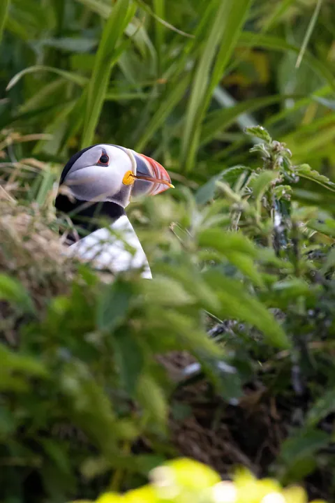 🔥 Atlantic puffin in Mingan Archipelago National Park Reserve 🇨🇦