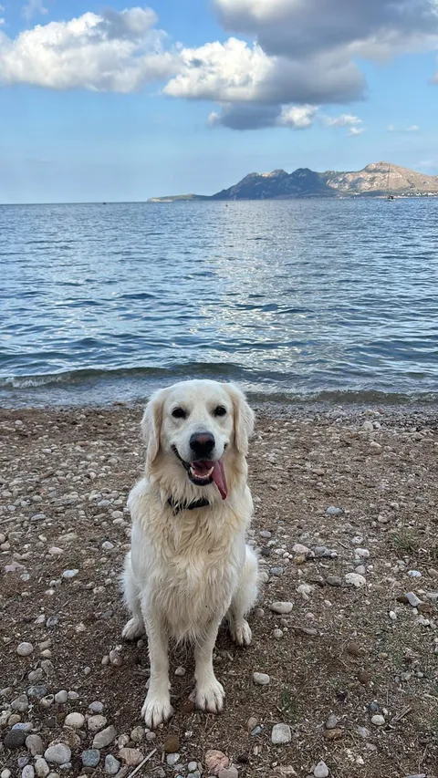 Watch my golden ika grow 💗