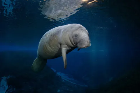 🔥14 finalists and winners of the 2025 Ocean Photographer of the Year awards