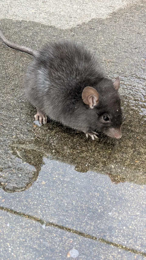 Can I take this little guy home?