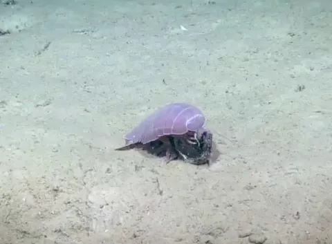🔥Bathynomus giganteus - an example of deep-sea gigantism, a phenomenon where certain creatures living in the deep ocean grow much larger than their terrestrial relatives