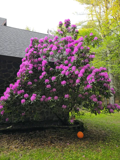 The absolute unit of a Rhododendron at my home is in full bloom!