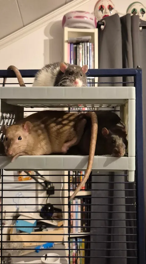 Rat bunk bed 🛏