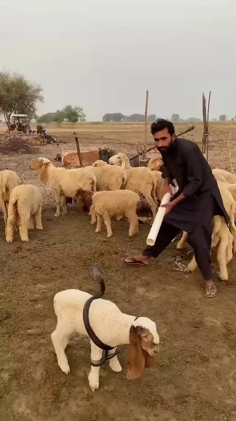 A shepherd frees his goat from a snake.