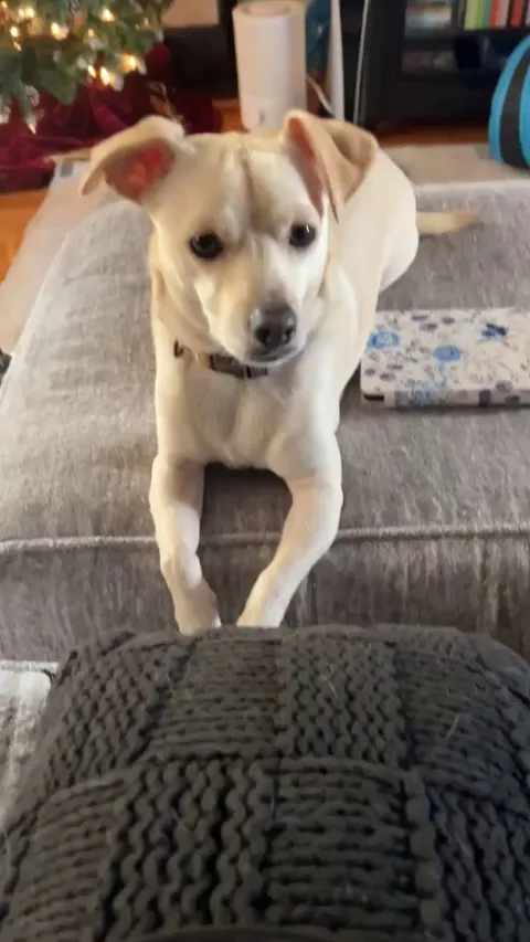 The chance of my cat killing my chihuahua is low… but never 0% 