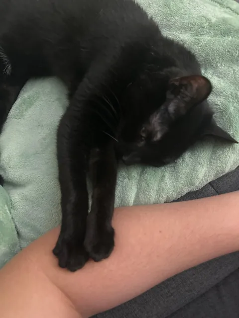 Update on the declawed kitty found wandering a school