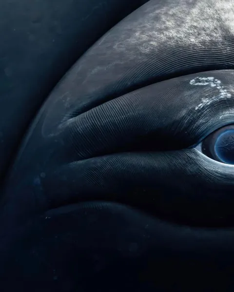 Photographer Rachel Moore captures stunning Photos of whales and sharks