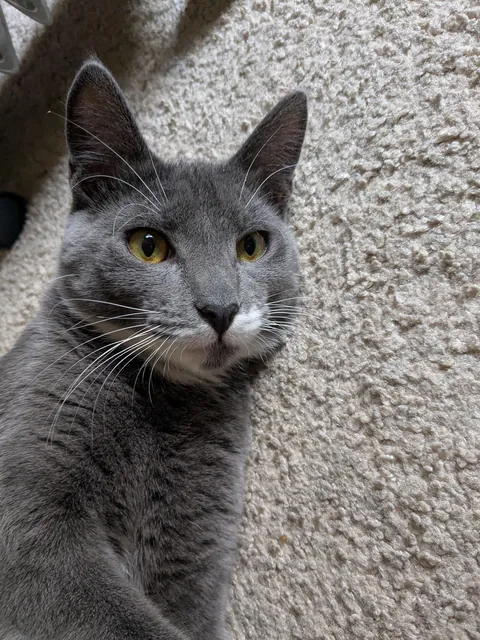 My new friend Porsche the Cat