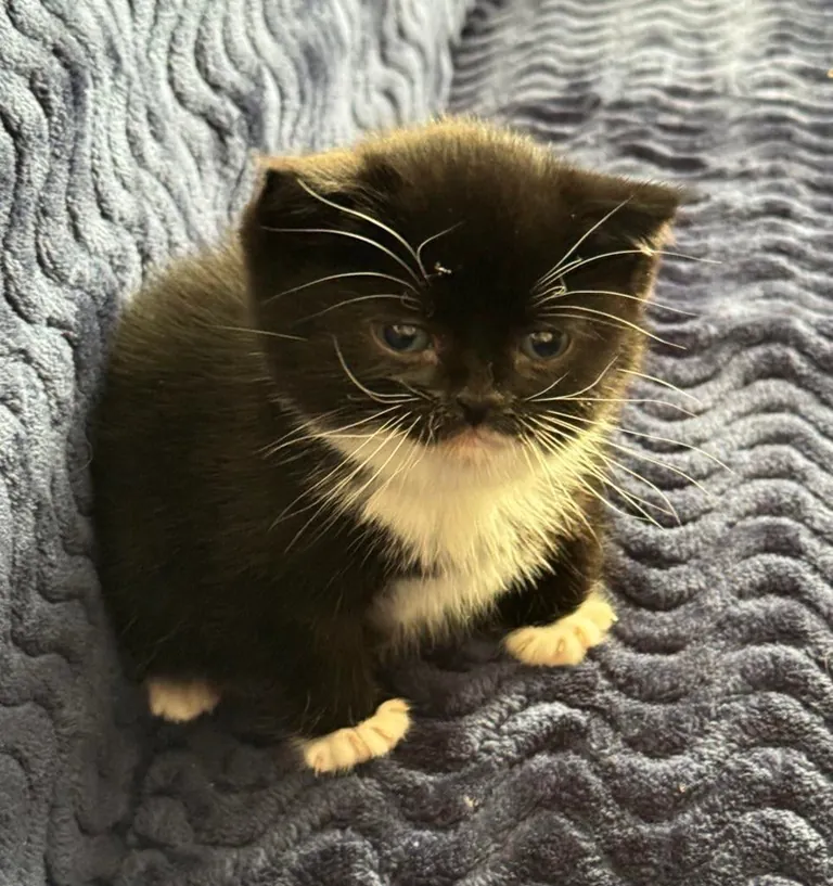 my tiny round girl!!!! cleo 🥰