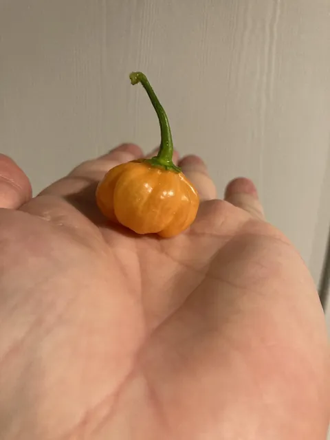 Got a Halloween habanero this year