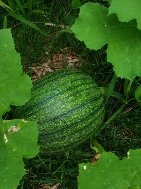 My first time planting a garden. Didn't have anyone to share these with. It's not much but I'm proud of it.