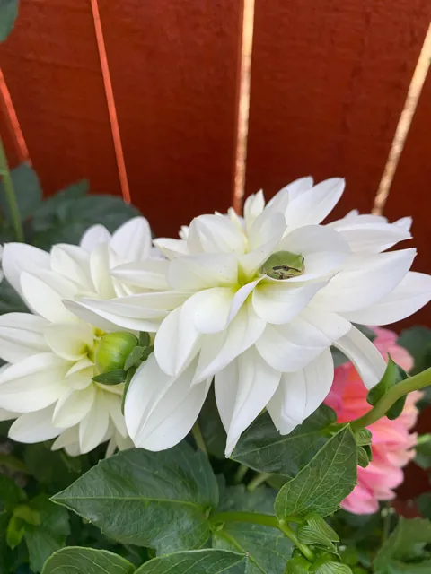 These silly guys have been a highlight of my summer 🐸