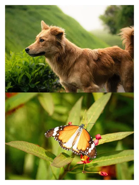 Hiking through Cameron Highlands in Malaysia with local stray dogs.