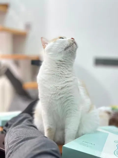 Send me the pictures of your cat 😻