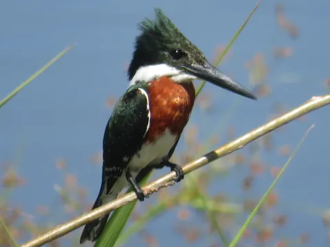 🔥 Green Kingfisher