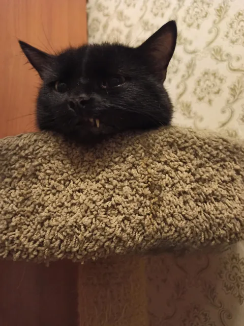 Is it because we named him Crisis?