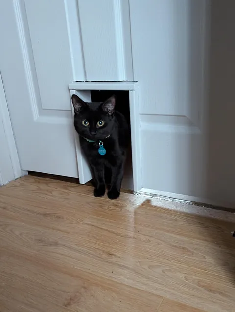 I made a door for my cats