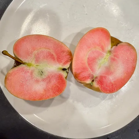 The most beautiful apples I’ve grown this year