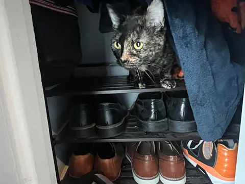 I got a new kitty, meet Luna!