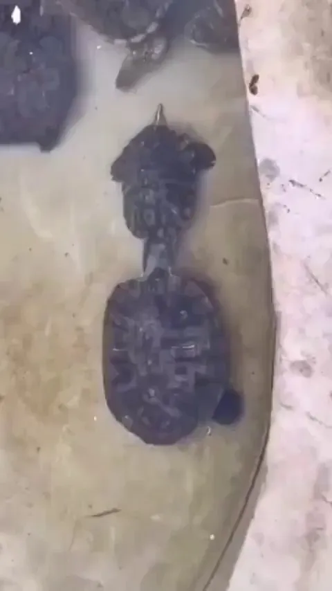 Turtle Tippy Taps 