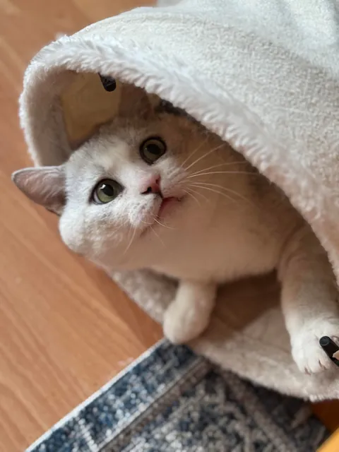 The shelter said he was a chill little man…