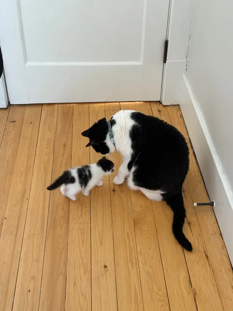 Found this kitten outside-not only is she sweet &amp; healthy, she fits right in with my other 4 cats.