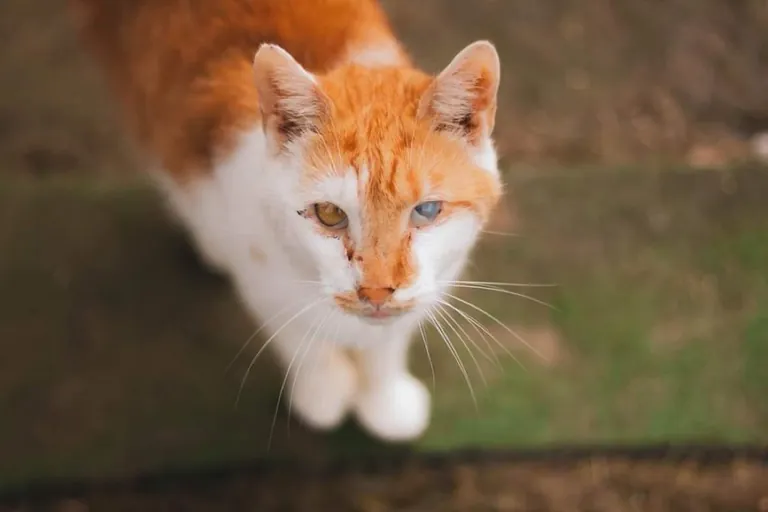 I volunteer at a cat hospice and it’s a place full of love