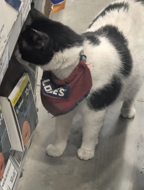 The cat that works security at the local home department store